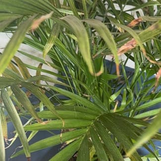 Kentia Palm plant in Hamilton, Ohio
