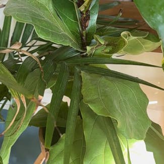 Fiddle Leaf Fig plant in Hamilton, Ohio