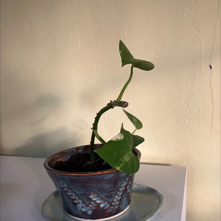 Photo of the plant species pothos by @WorthyCucamelon named Sebastian on Greg, the plant care app