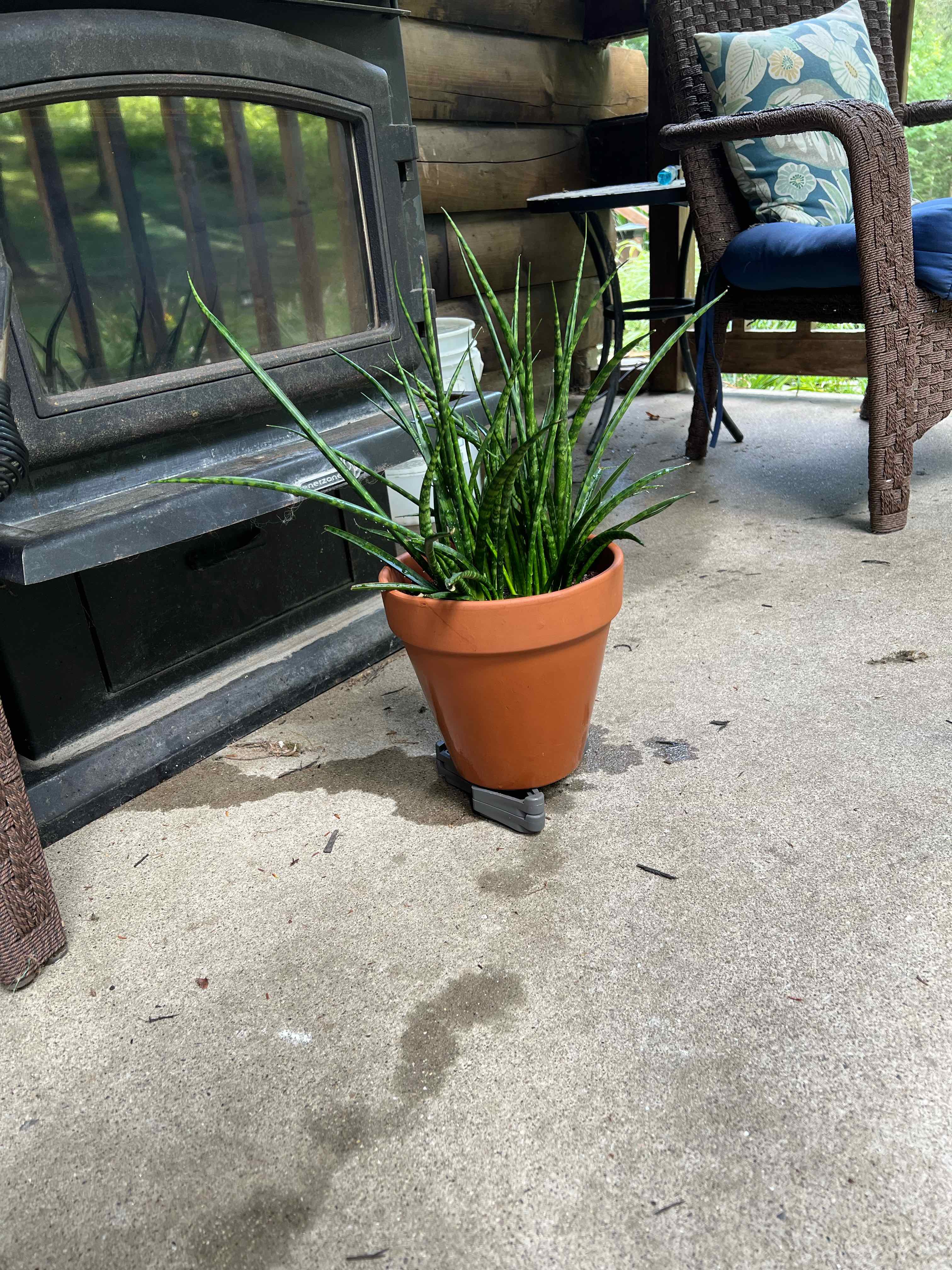 Dracaena 'Mikado' plant photo by @emmaangell named Phalange on Greg, the plant care app.