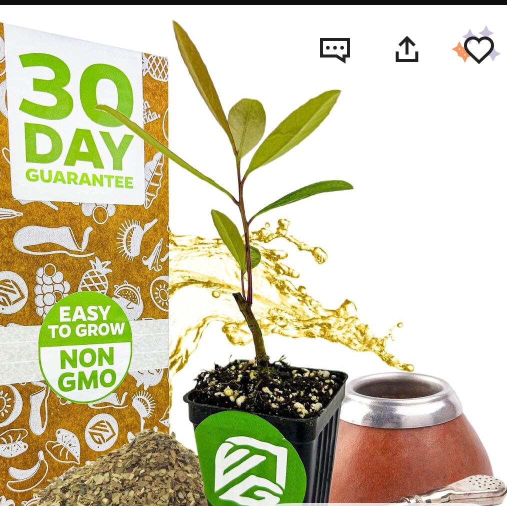 Photo of the plant species yerba mate by @ClearcutCorkelm named Mate on Greg, the plant care app