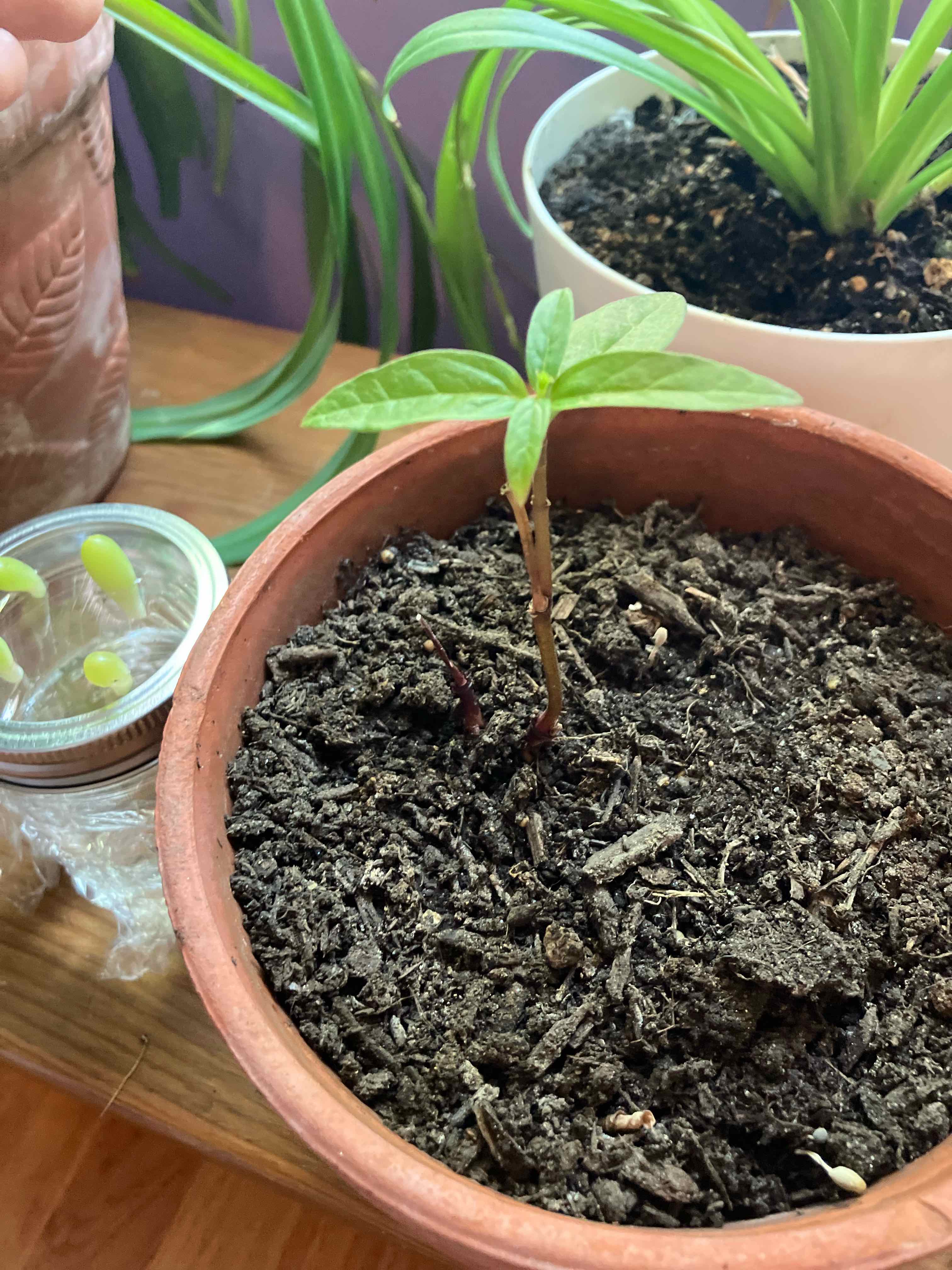 Young Swamp Milkweed plant in a terracotta pot with visible soil and another plant in the background.
