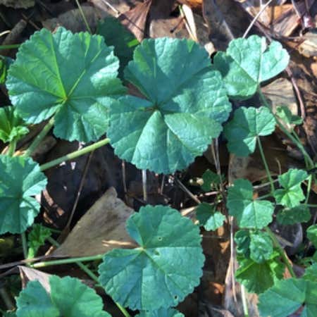 Photo of the plant species Common Mallow by @PeakDewberry named Bigleef Smalls on Greg, the plant care app