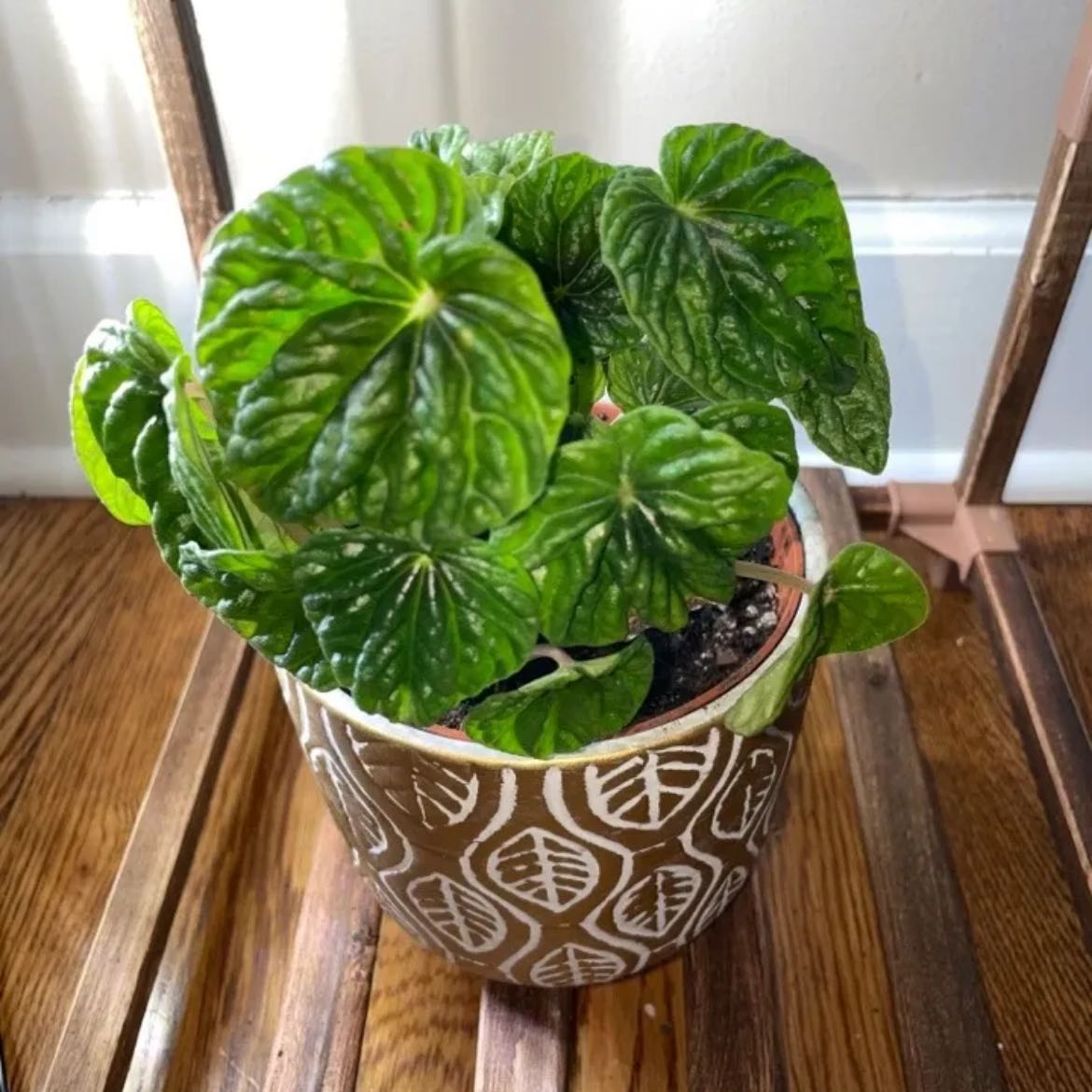 Photo of the plant species Variegated ripple peperomia by @MirunaMaria named Pepper on Greg, the plant care app