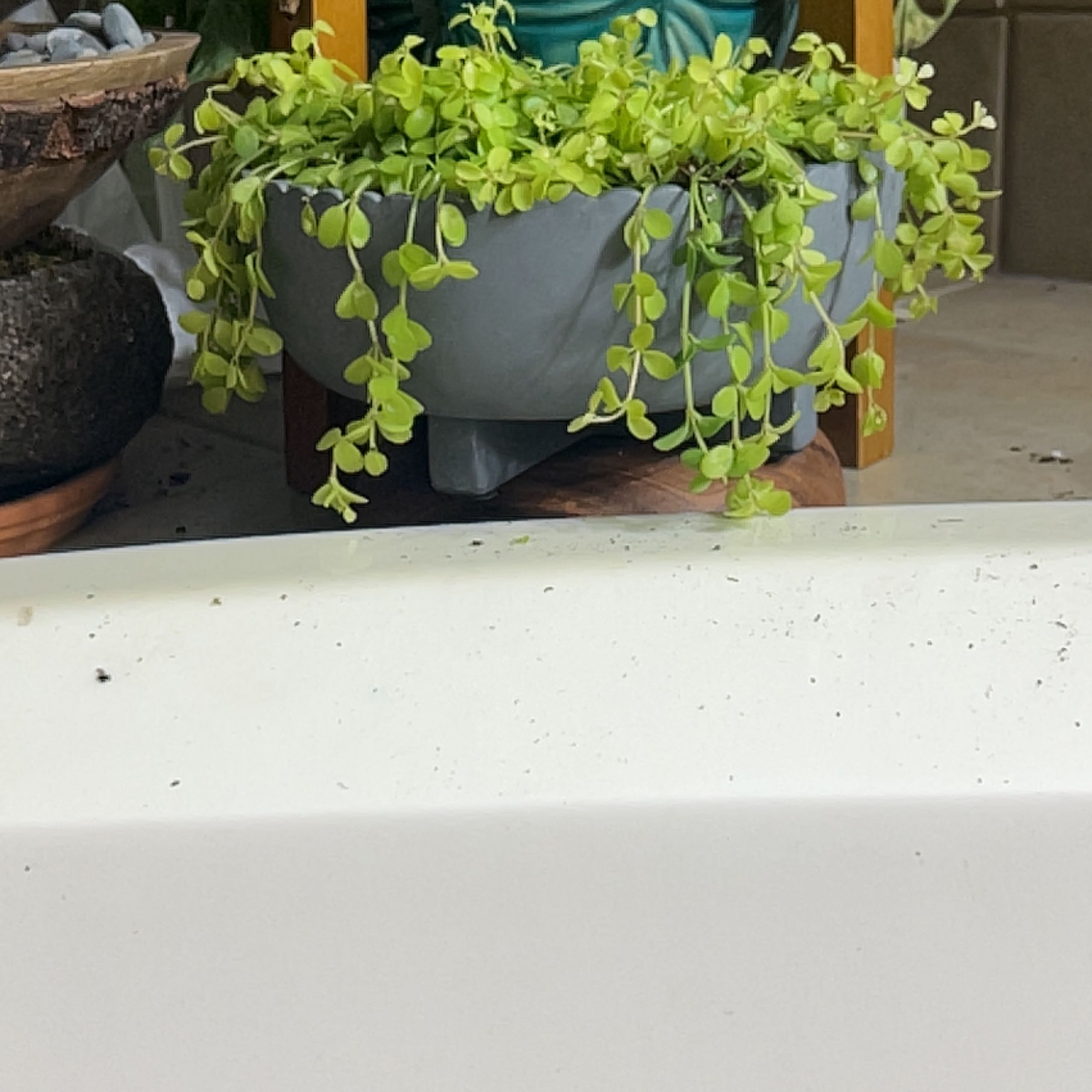 Photo of the plant species Isabella Peperomia by @YeveCactus named Mando on Greg, the plant care app