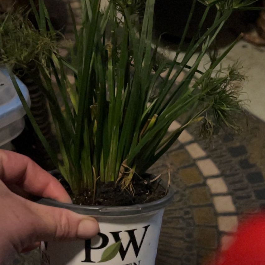 Umbrella Papyrus plant in a container held by a hand, with visible soil and minor yellowing.