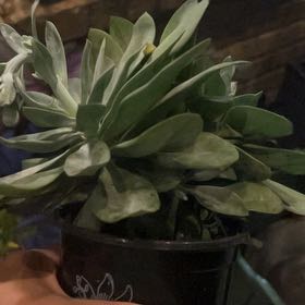 Photo of the plant species Red Dwarf Aster by @YeveCactus named Luna on Greg, the plant care app