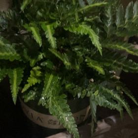 Photo of the plant species Indian Holly Fern by @YeveCactus named Mollie on Greg, the plant care app