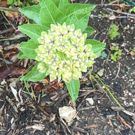 Photo of the plant species Curtiss' Milkweed by @YeveCactus named Bieber on Greg, the plant care app
