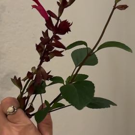 Photo of the plant species Sage of the Diviners by @YeveCactus named Robert Plant on Greg, the plant care app