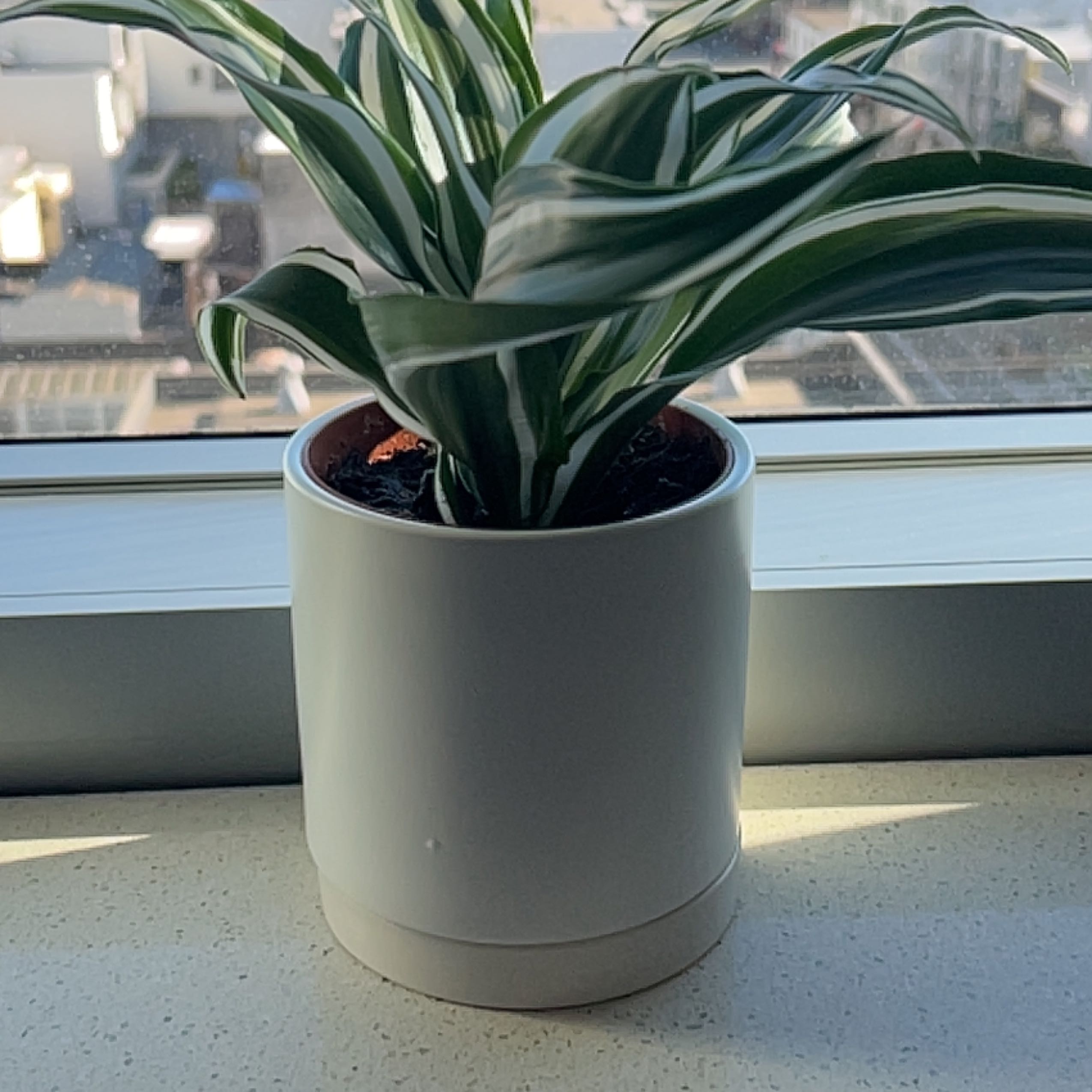 Photo of the plant species Dracaena 'White Bird' by @Kingsley named Zeus on Greg, the plant care app