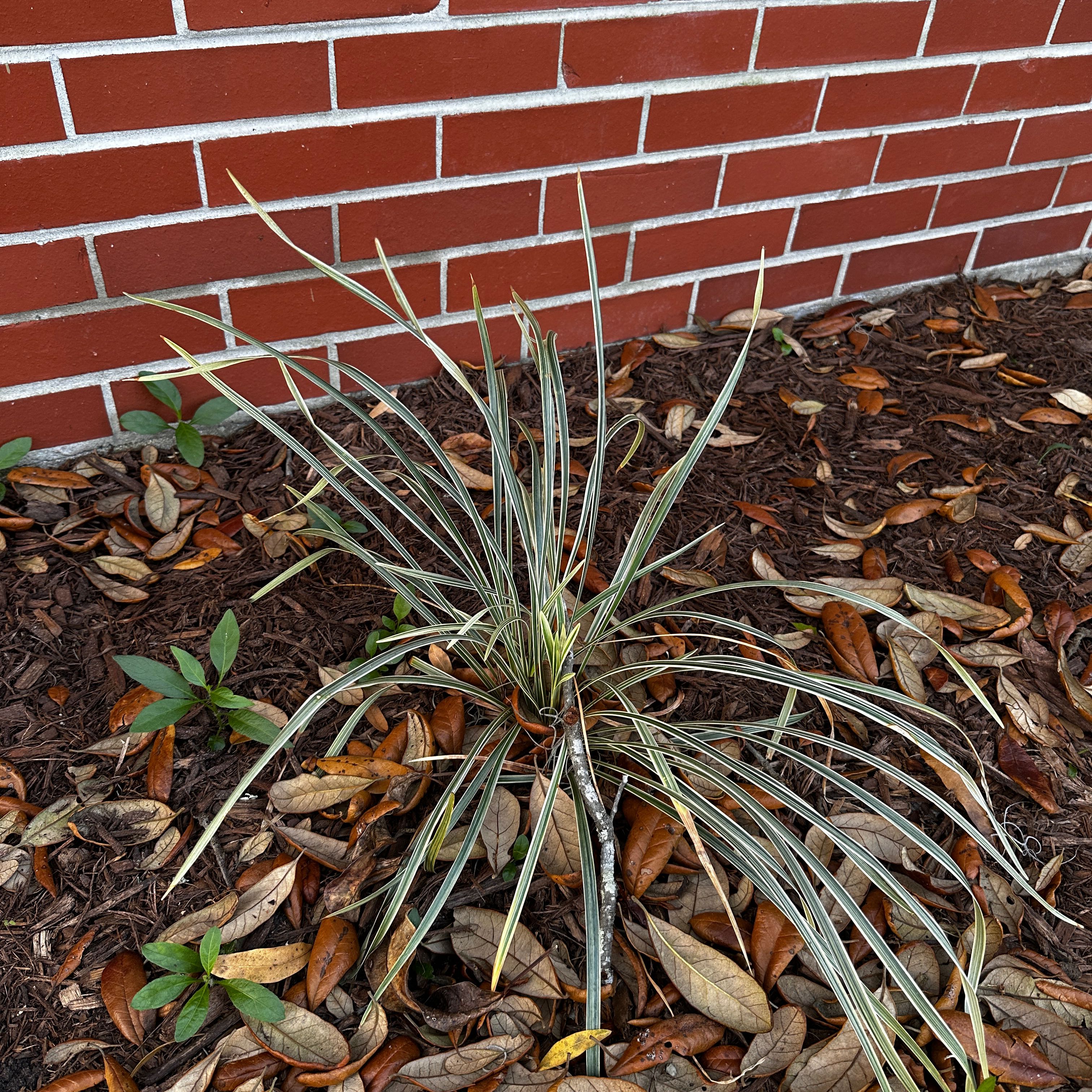 Big Blue Lilyturf plant with discolored leaves in a mulched area against a brick wall.