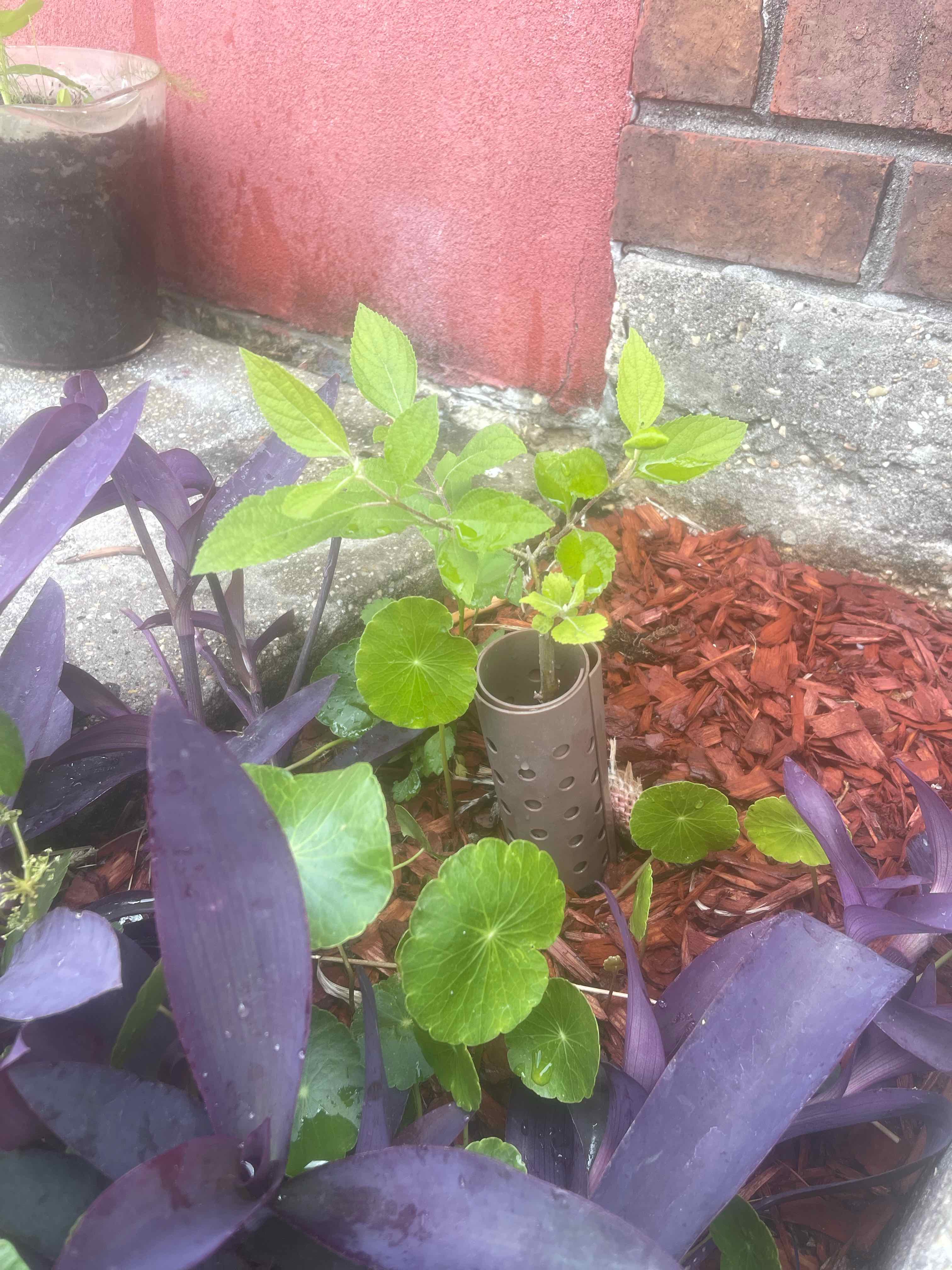Young Carolina Jessamine plant in a garden bed with mulch and surrounding purple-leaved plants.