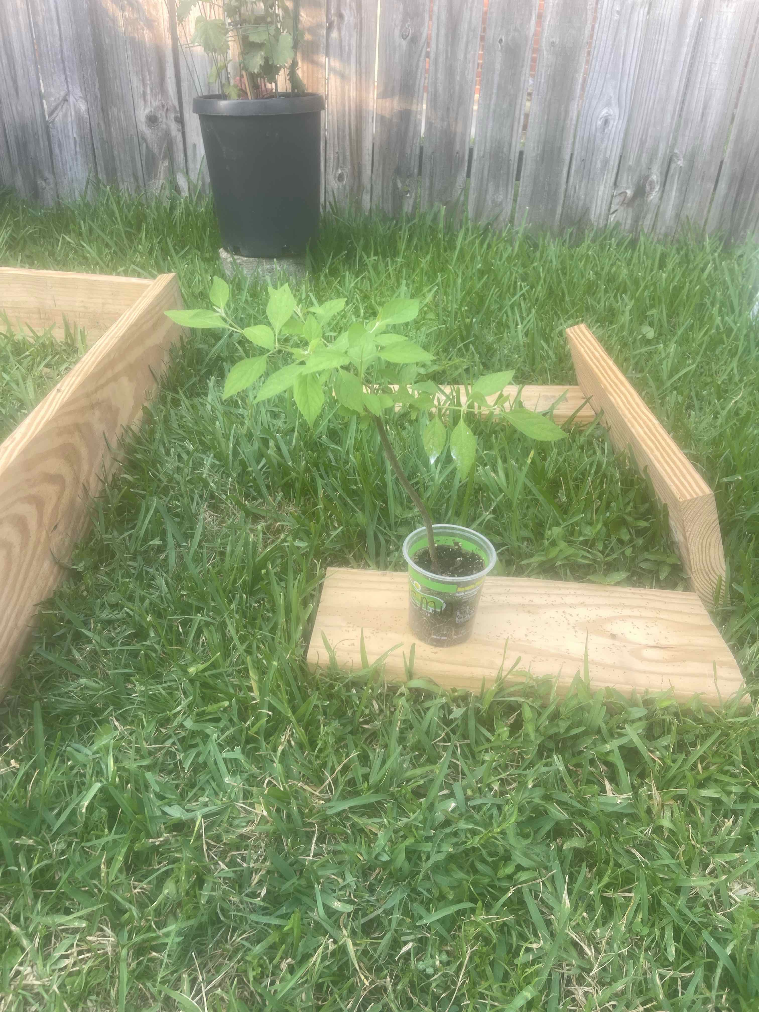 Young Carolina Jessamine plant in a small container on a wooden plank in a grassy area.