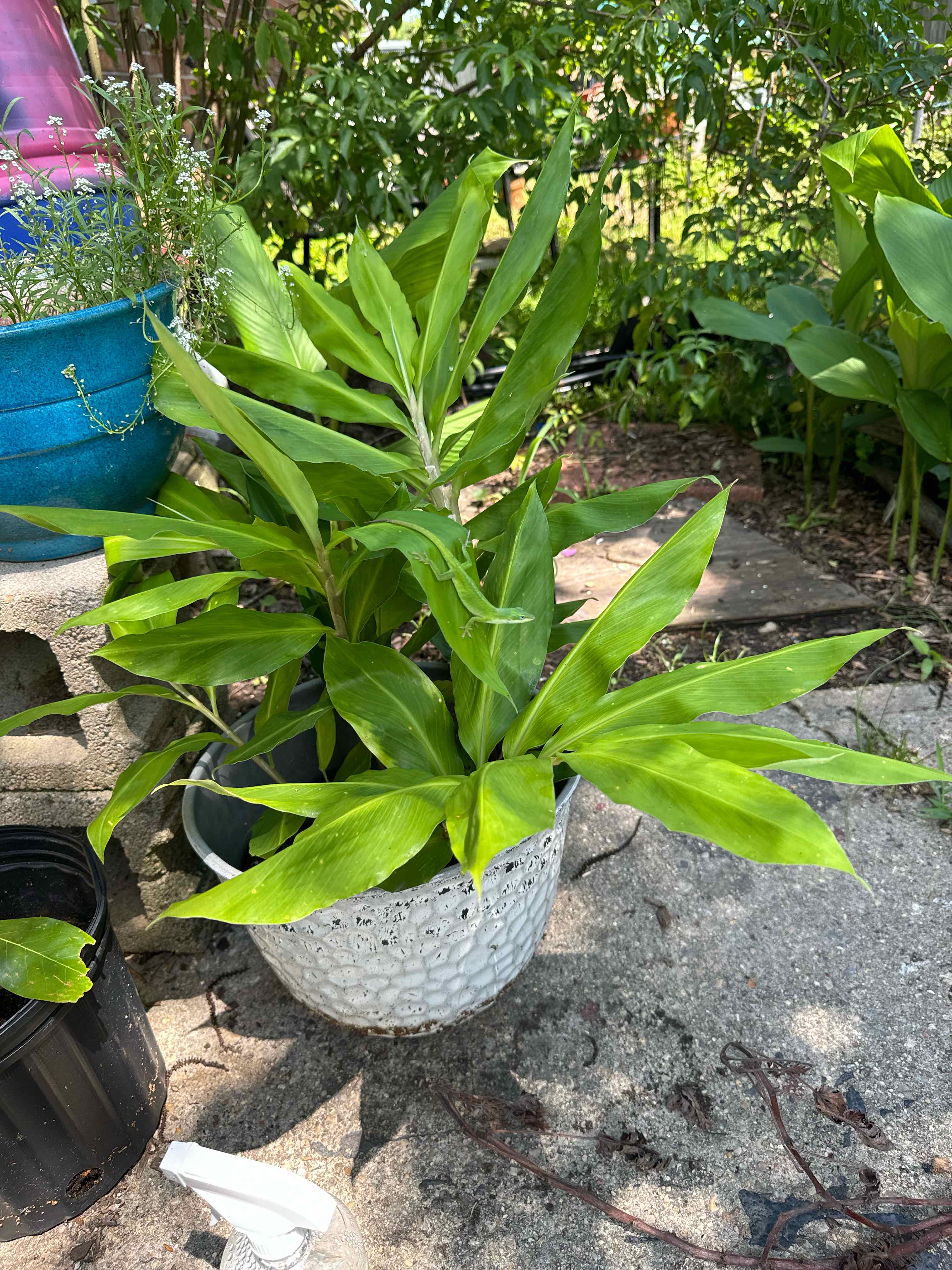 Butterfly Ginger plant in a white pot outdoors, with vibrant green leaves.