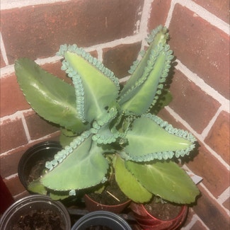 Mother of Thousands plant in New Orleans, Louisiana