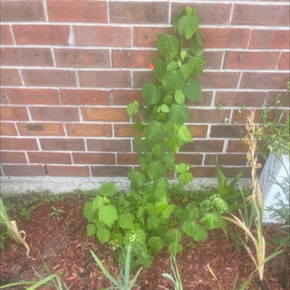Wax Mallow plant in New Orleans, Louisiana
