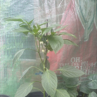 Sweet Pepper 'Shishito' plant in New Orleans, Louisiana