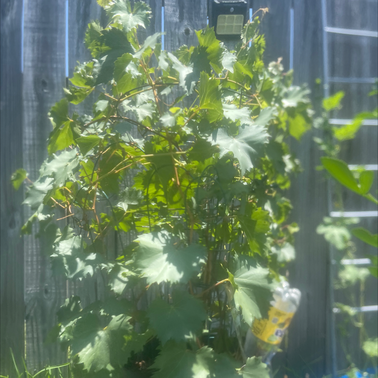 Muscadine Grape plant outdoors with green leaves, supported by a trellis against a wooden fence.
