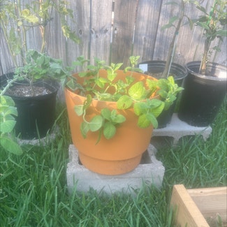 Apple Mint plant in New Orleans, Louisiana