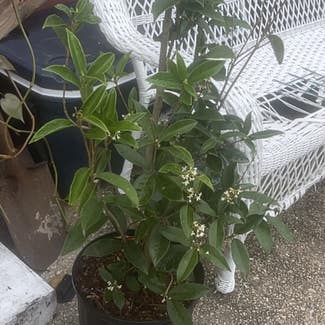 Sweet Olive plant in New Orleans, Louisiana