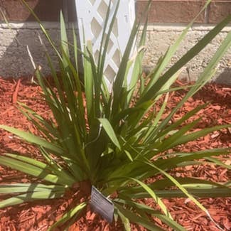 White African Iris plant in New Orleans, Louisiana