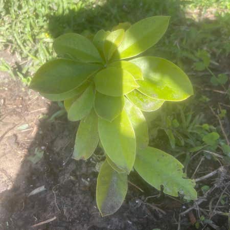 Photo of the plant species beach cabbage by Jazzyj100 named Marley on Greg, the plant care app