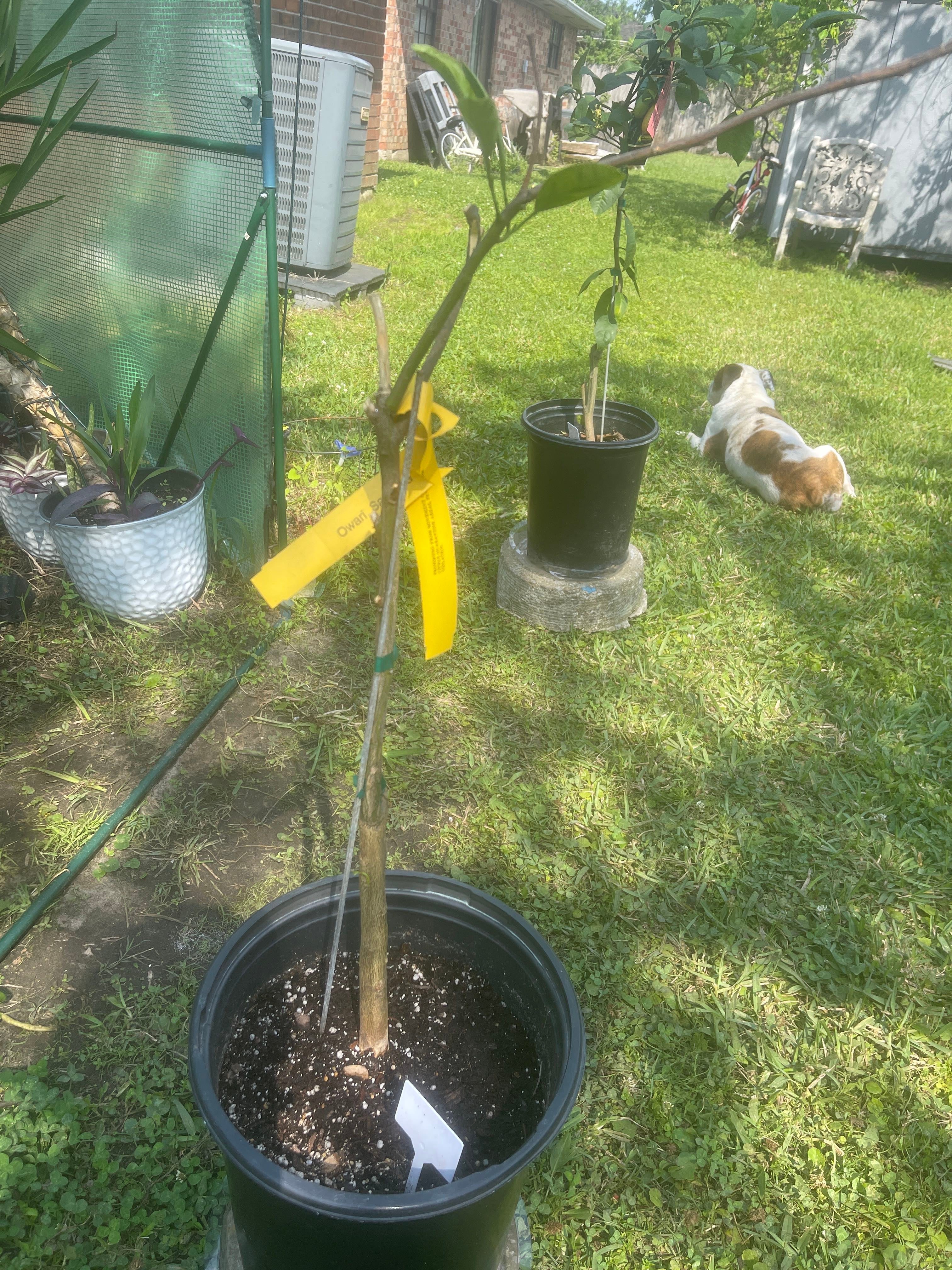 Owari Satsuma Mandarin Tree Plant Care Water, Light, Nutrients Greg App 🌱