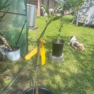 Owari Satsuma Mandarin Tree plant in New Orleans, Louisiana