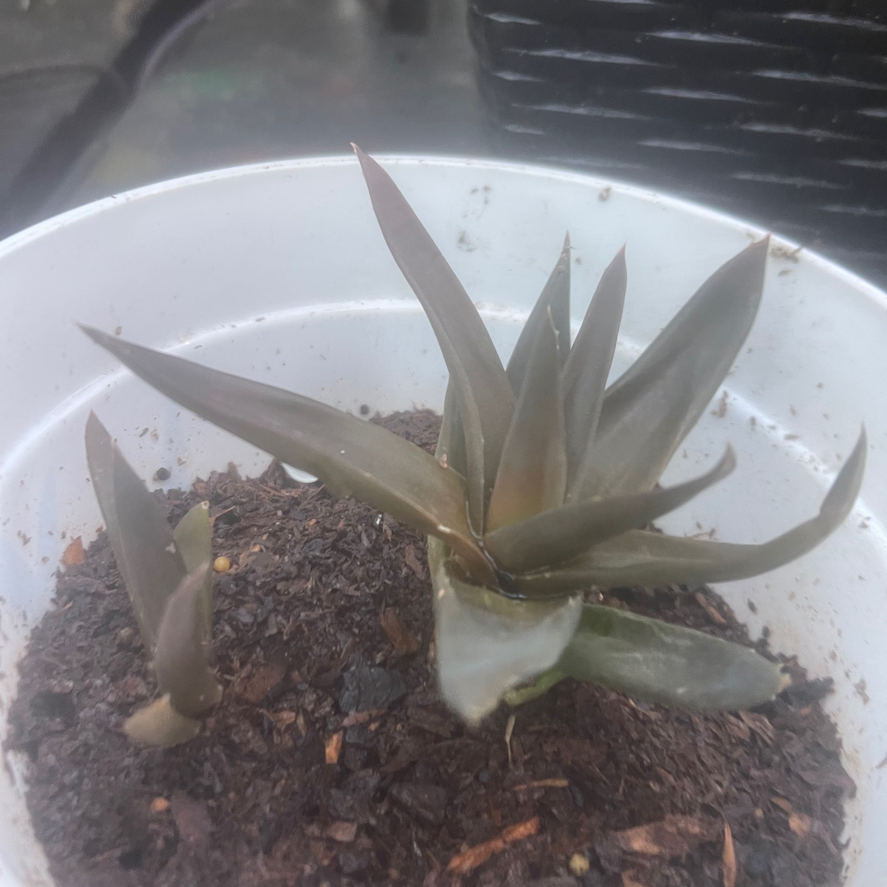 Photo of the plant species Aloe 'Walmsley's Bronze' by @Jazzyj100 named Kylie on Greg, the plant care app