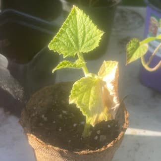 Cucumber plant in New Orleans, Louisiana