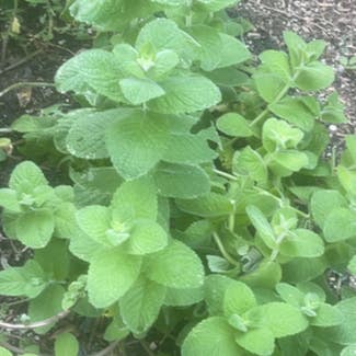 Apple Mint plant in New Orleans, Louisiana