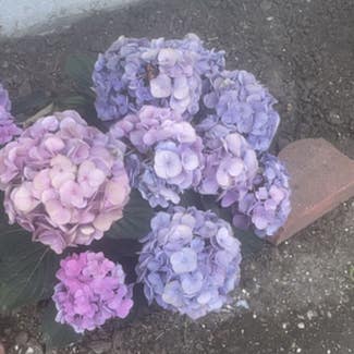French Hydrangea plant in New Orleans, Louisiana