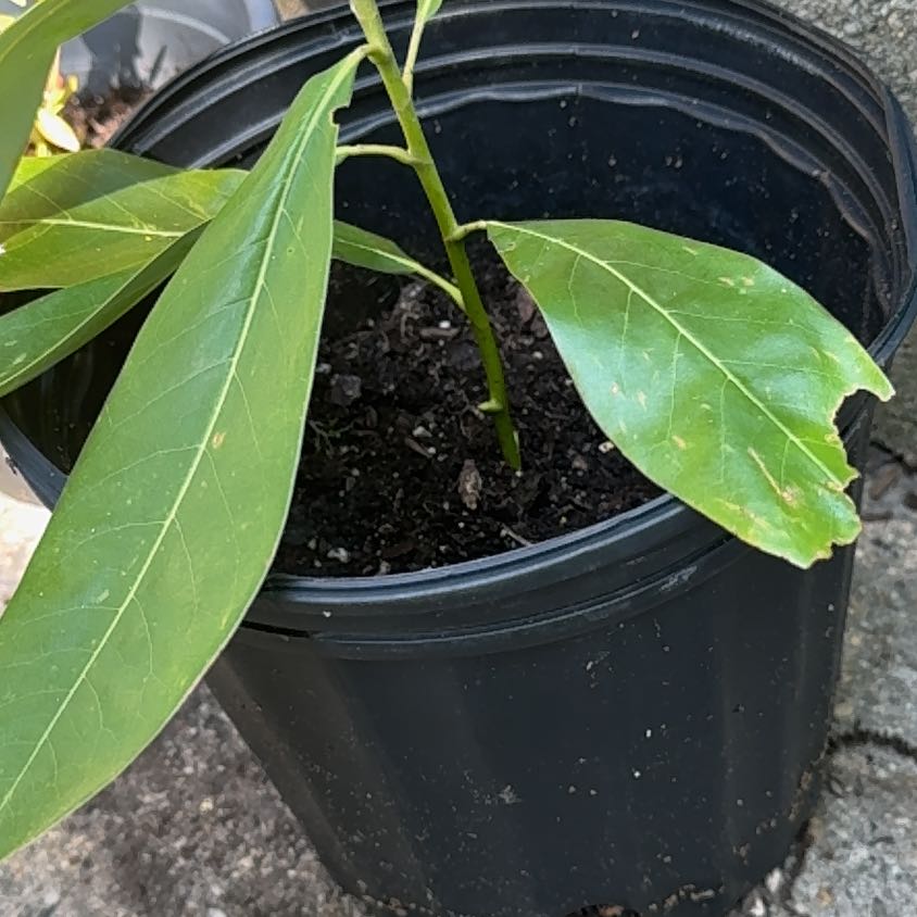 Young Swamp Bay plant in a black plastic pot with visible soil and minor leaf browning.