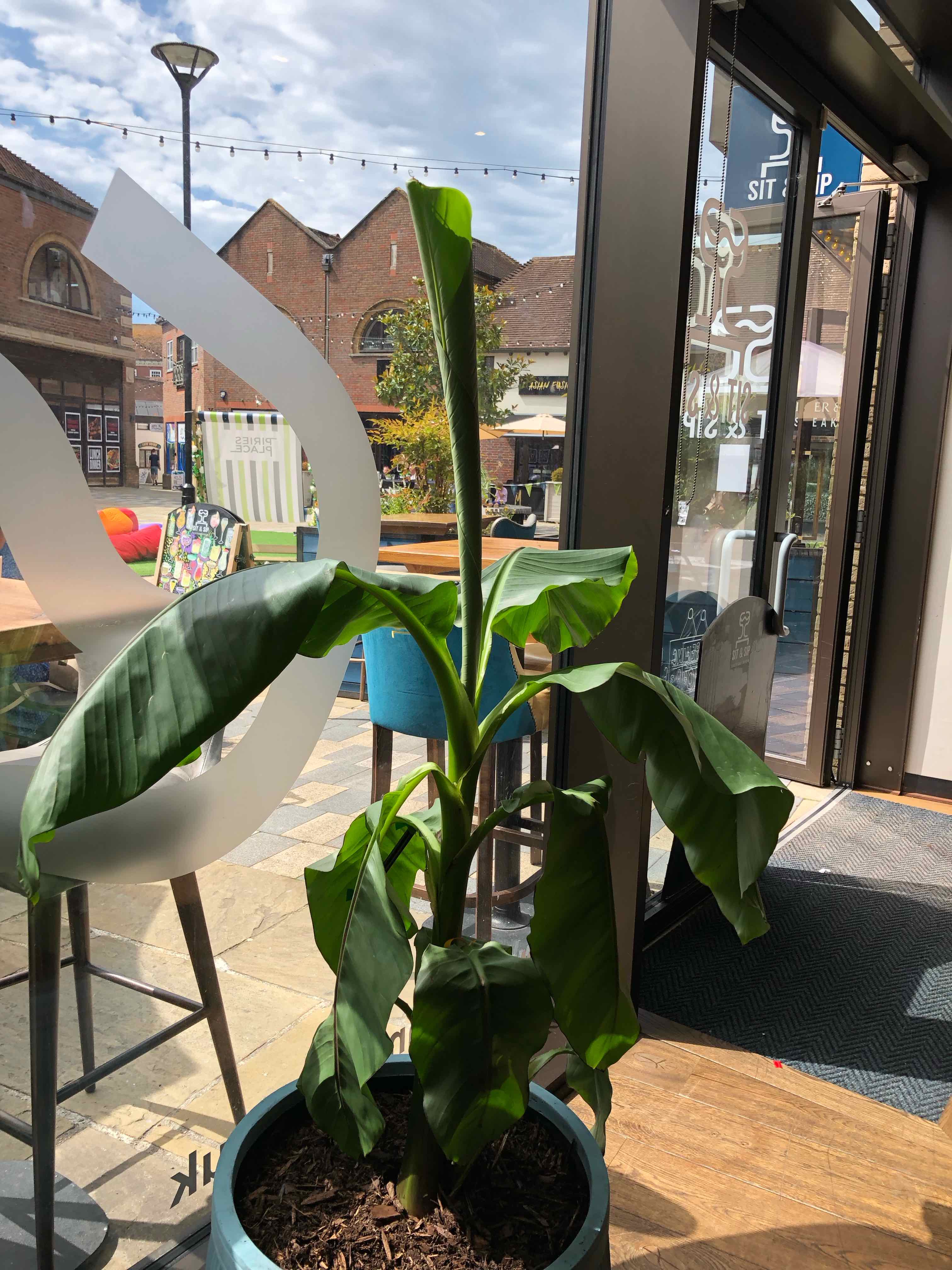 Indoor Japanese Banana plant in a pot with visible soil, healthy green leaves.