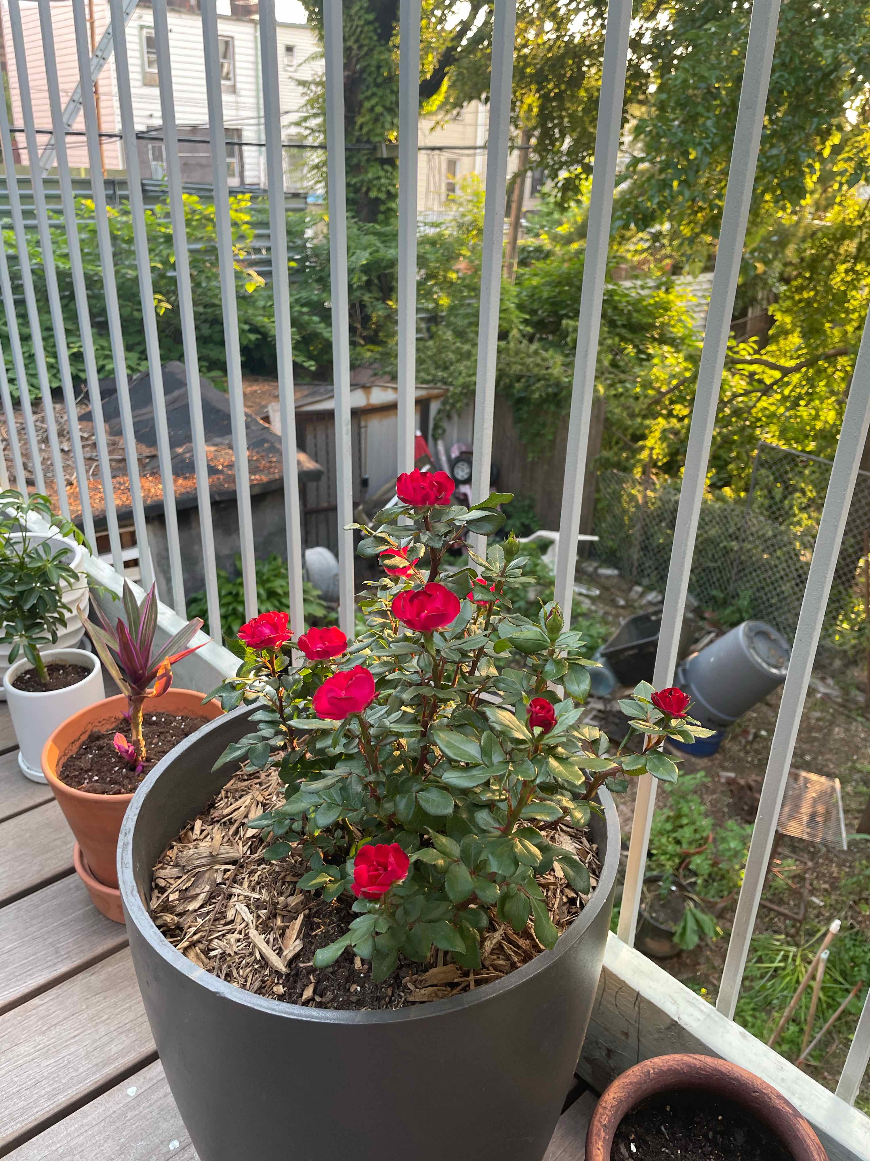 Potted Knockout Red Rose plant on a balcony with vibrant red flowers and green leaves.