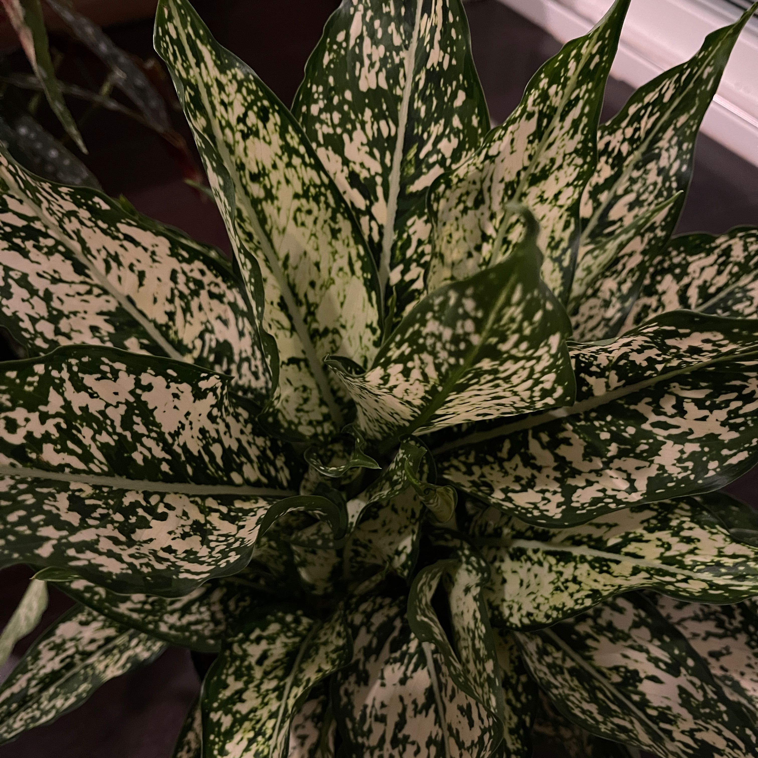 Aglaonema 'Spring Snow' plant with variegated green and white leaves.