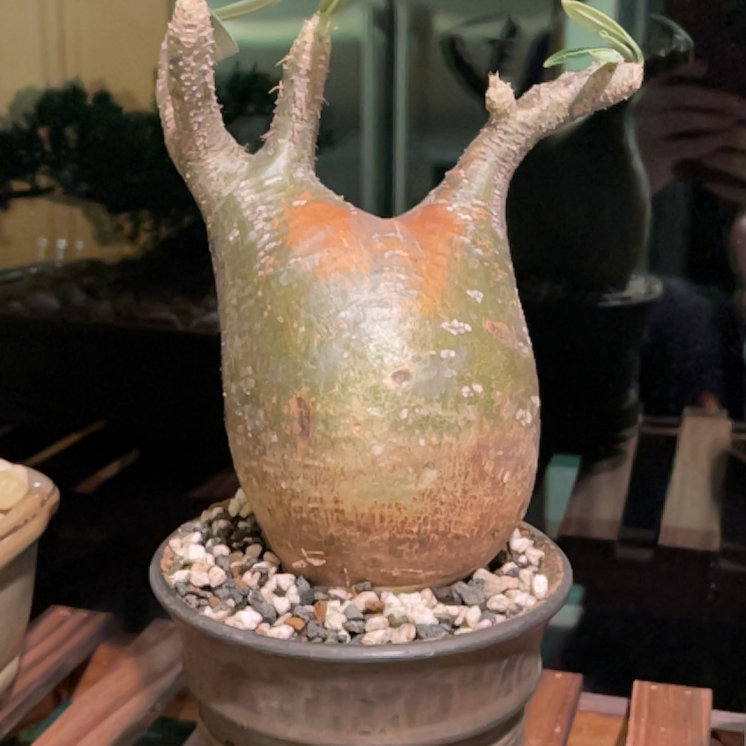 Photo of the plant species Pachypodium Gracilius by @ValidArugula named Hemingway on Greg, the plant care app