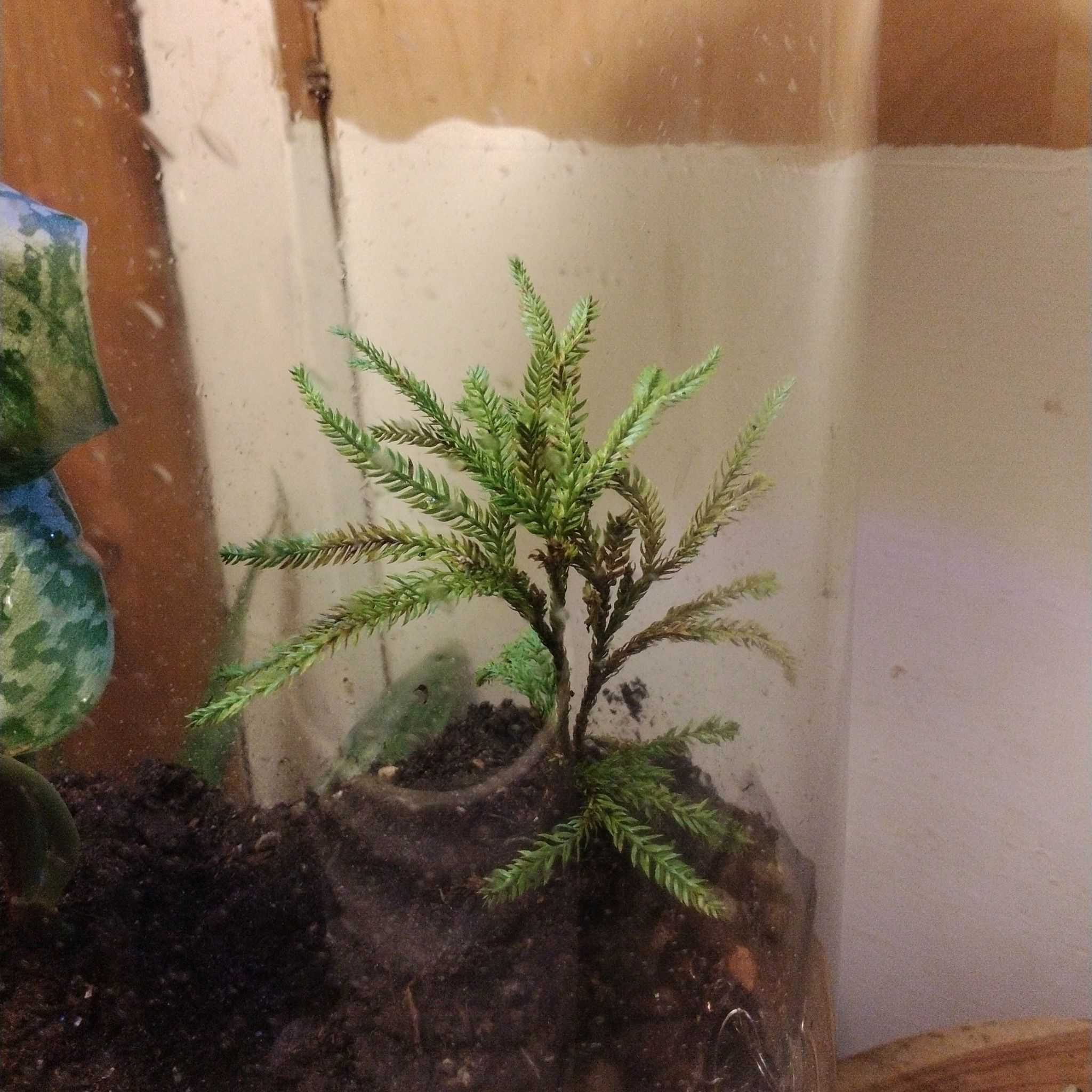 Plant care for Rock Tassel Fern on Greg, the plant care app