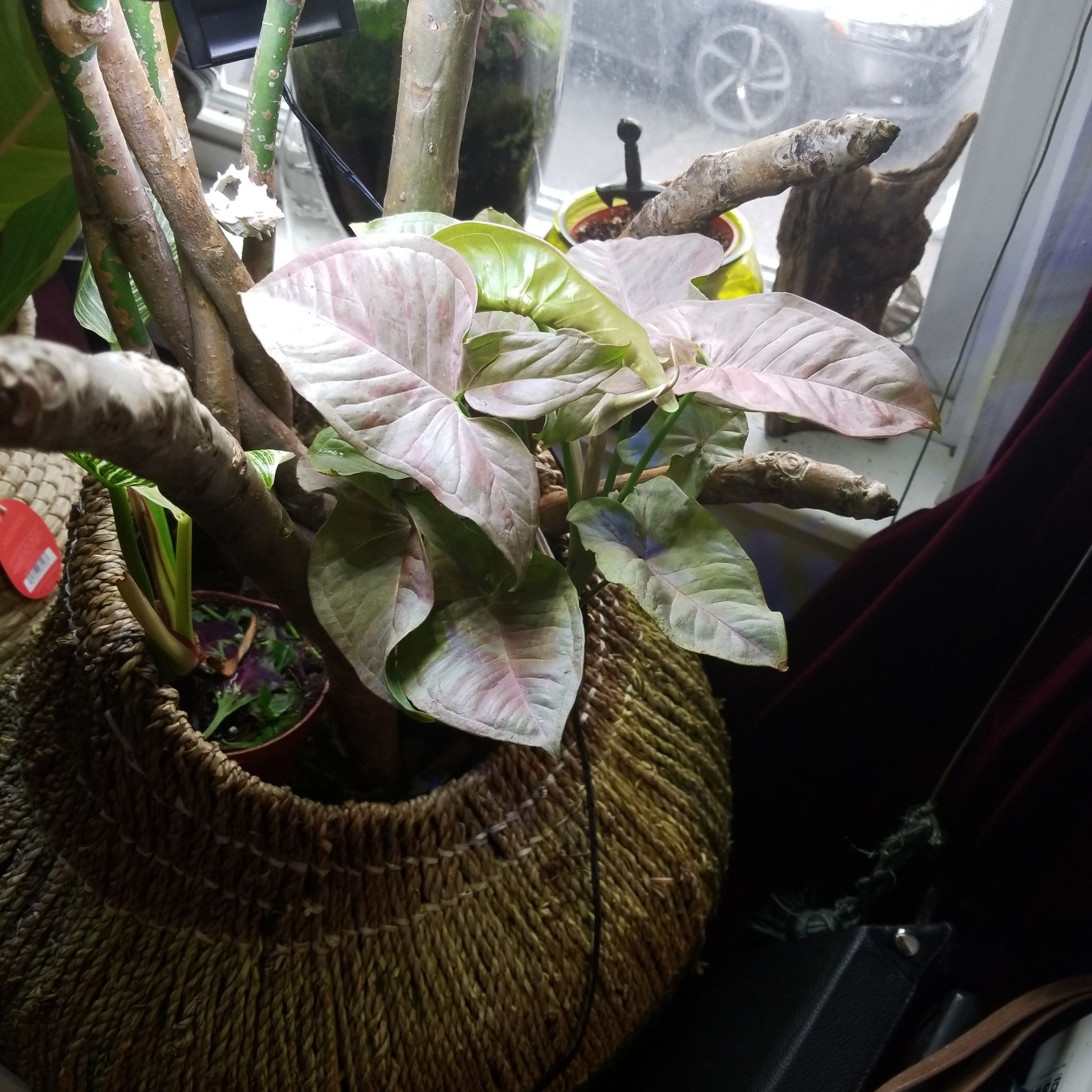 Syngonium 'Pink Spot' plant with variegated leaves in a woven basket near a window.