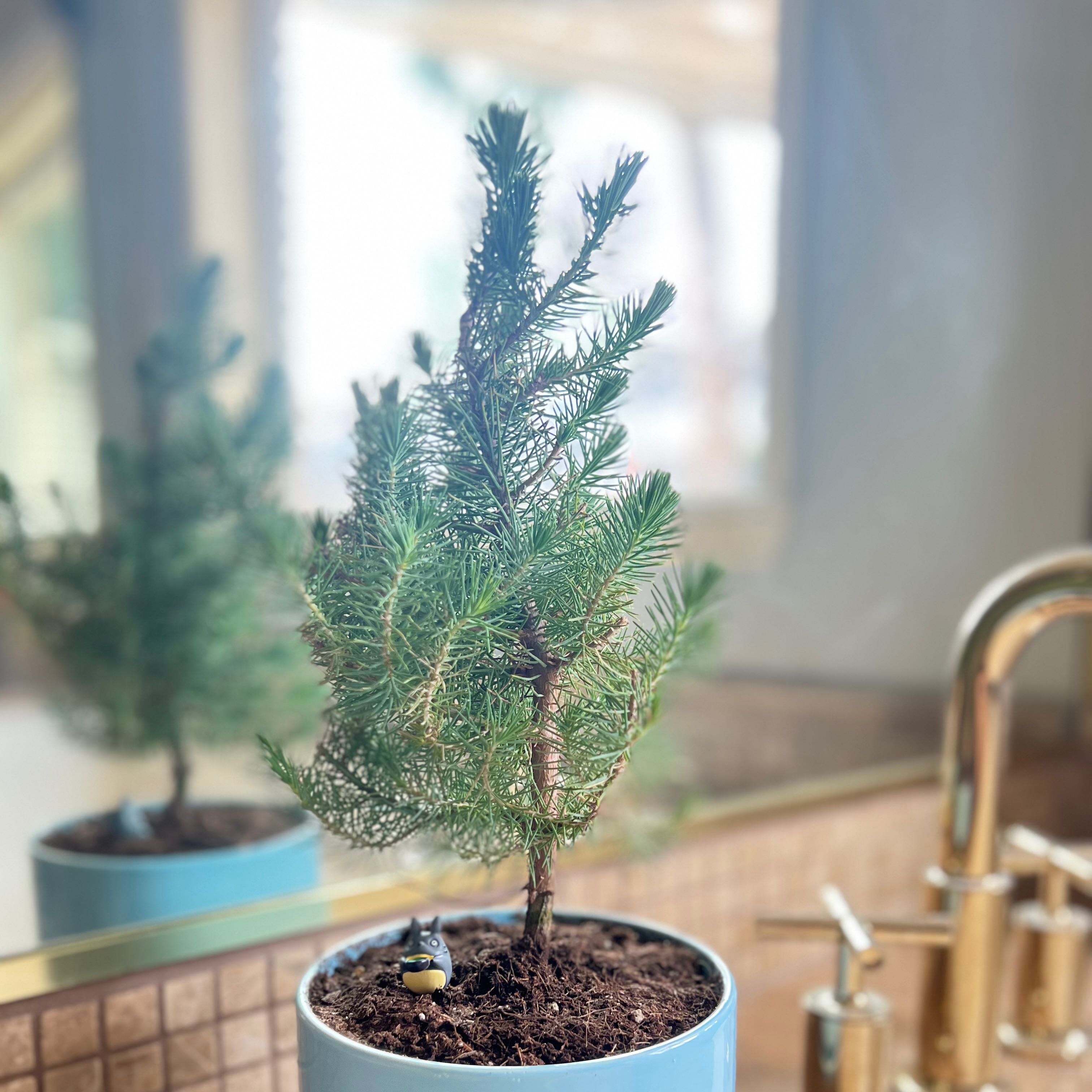 Stone Pine plant in a blue pot on a bathroom counter, appears healthy with green needles.