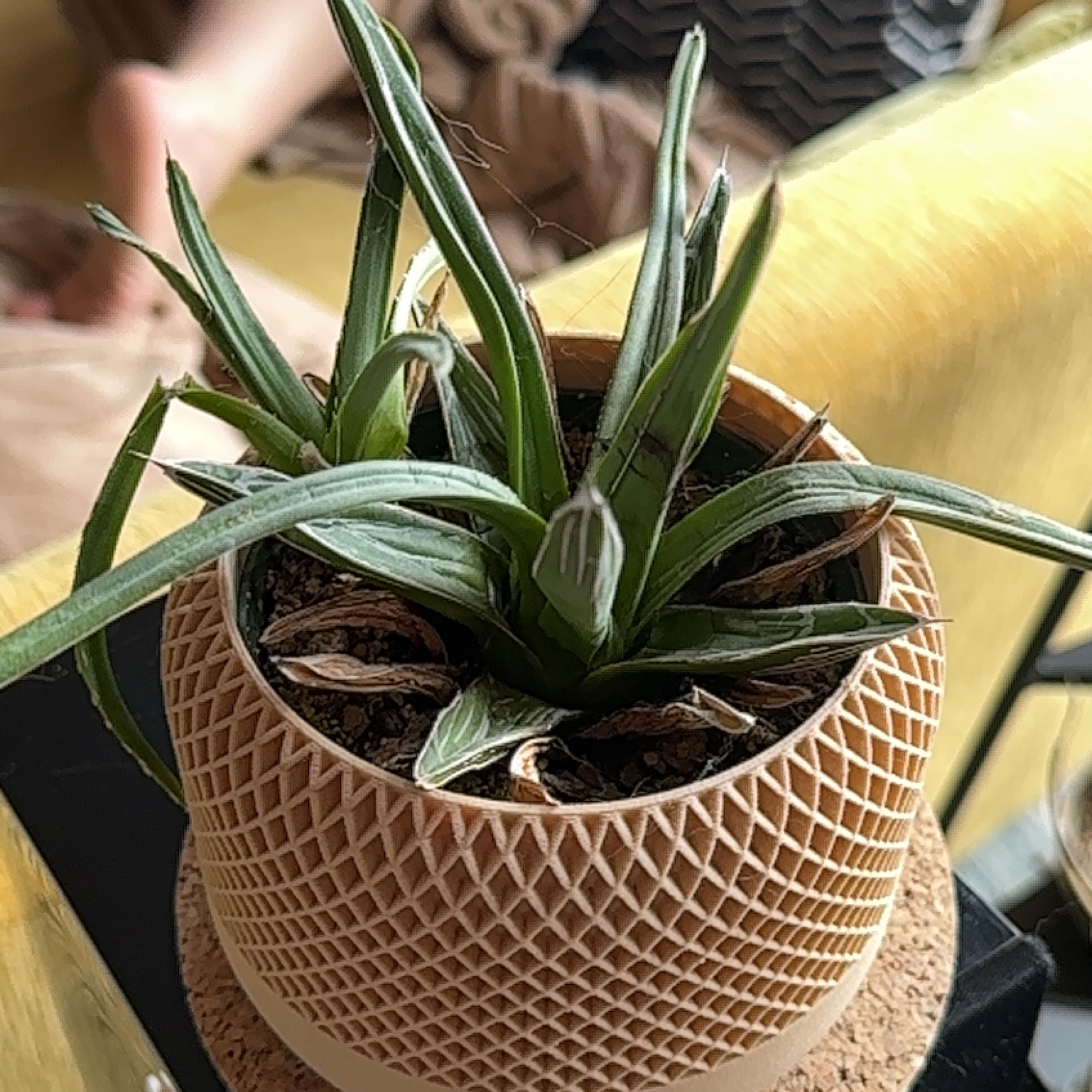 Queen Victoria Agave plant in a decorative pot with visible soil.
