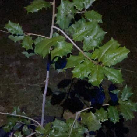Photo of the plant species American Holly by Bloomingtutsan named Navajo on Greg, the plant care app