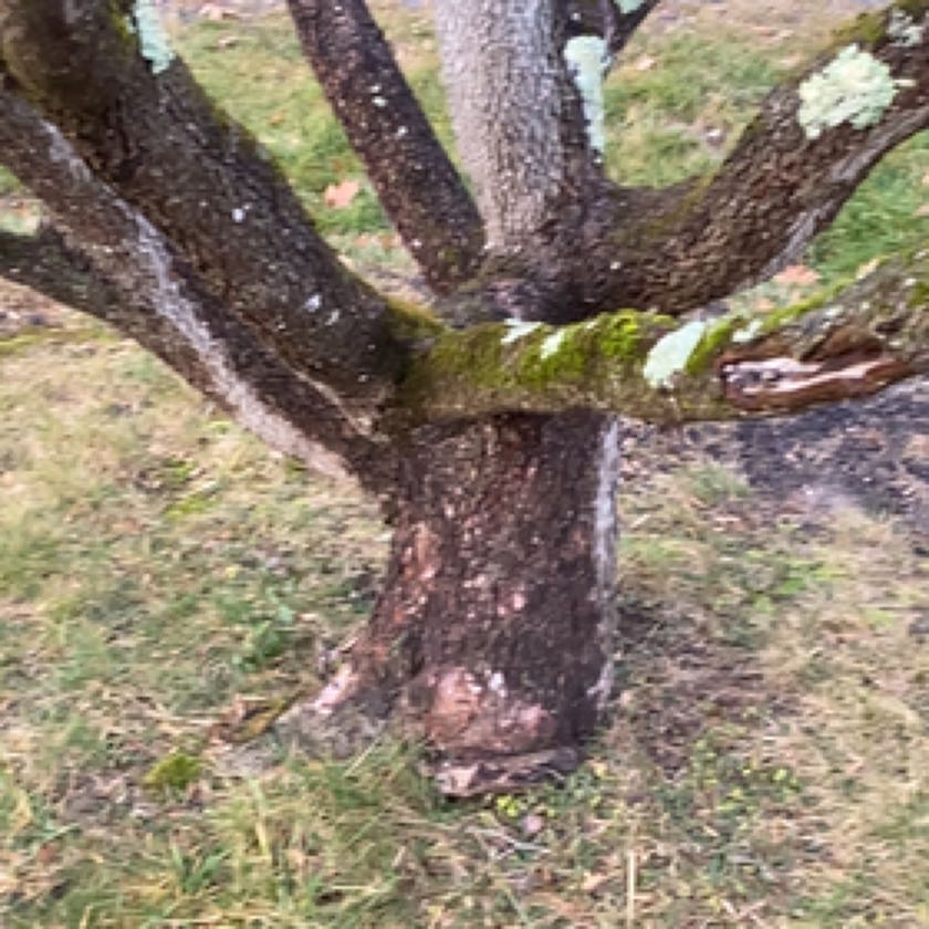 Photo of the plant species Dogwood by @BloomingTutsan named Harry on Greg, the plant care app