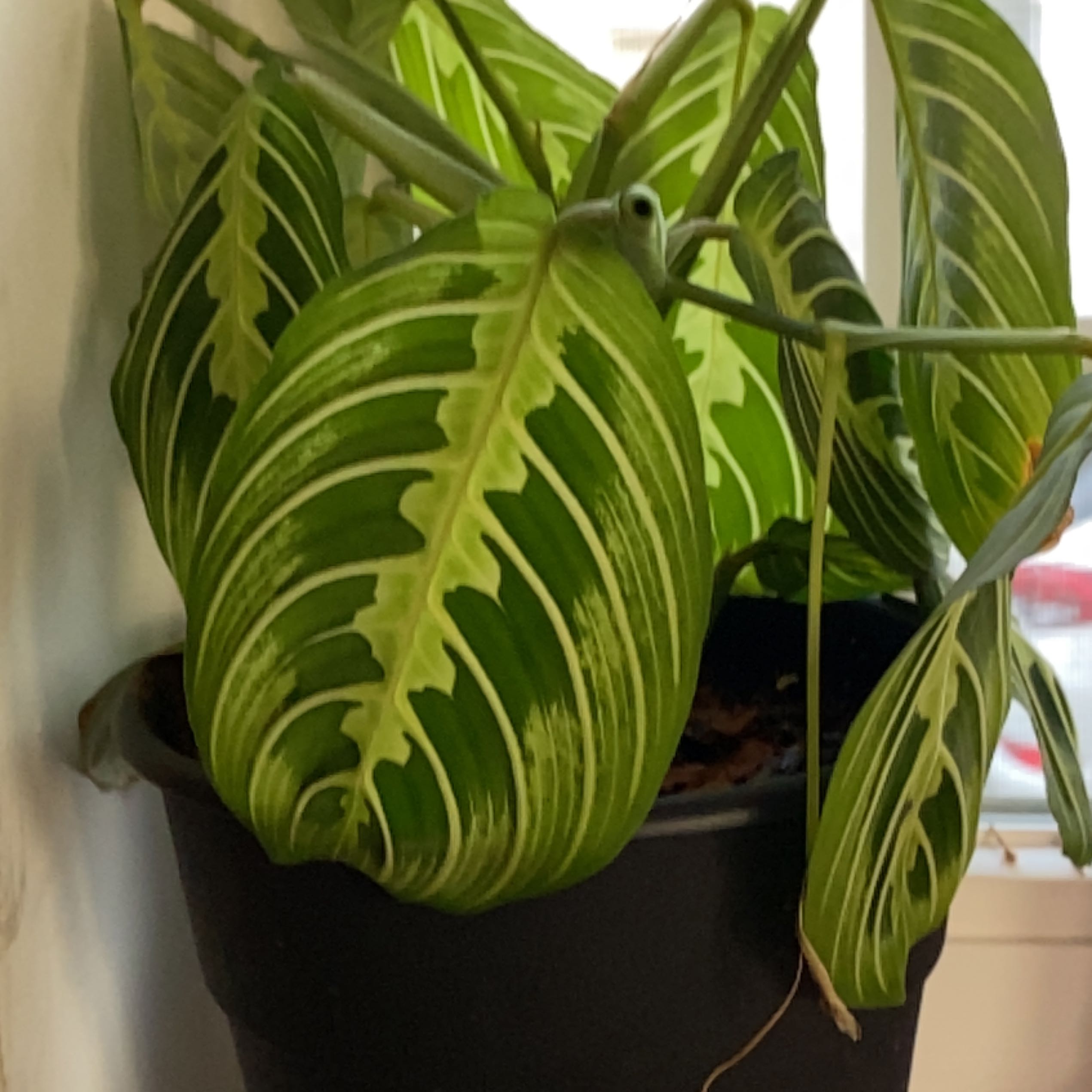 Prayer Plant with distinctively patterned leaves in a pot, some leaves show curling.