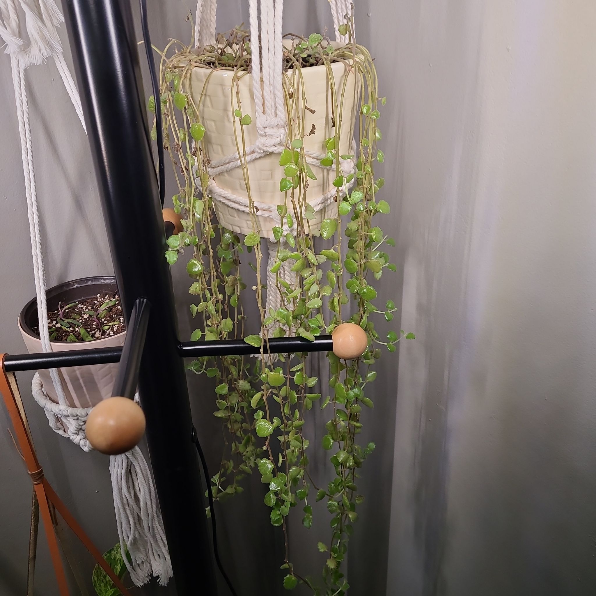 Photo of the plant species Succulent Swedish Ivy by @lnzmeade named Abba on Greg, the plant care app