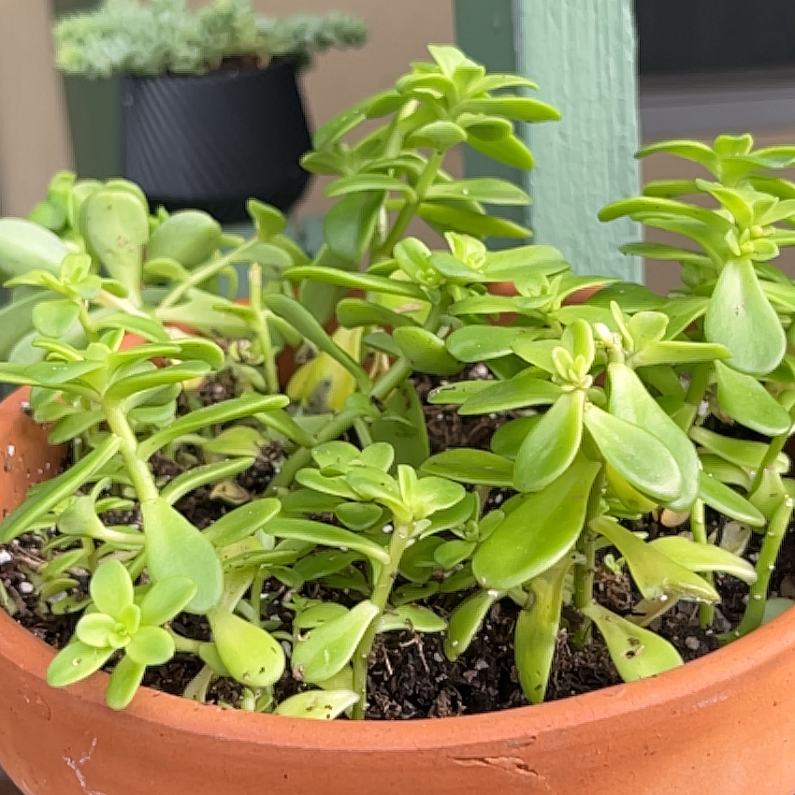 Photo of the plant species Sedum confusum by @iivvy named Sedum on Greg, the plant care app