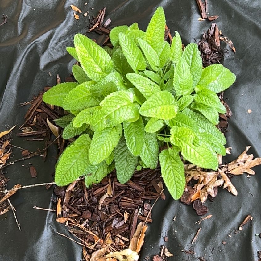 Photo of the plant species Betony by @JoysomeEmerald named Shakira on Greg, the plant care app