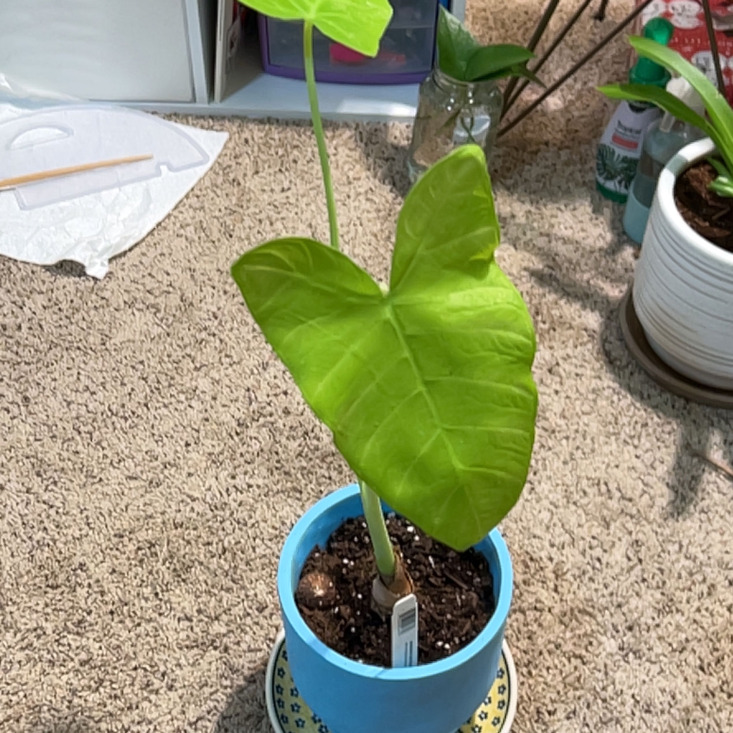 Photo of the plant species Lime Zinger Elephant Ear by @GladLacefern named Sahara on Greg, the plant care app