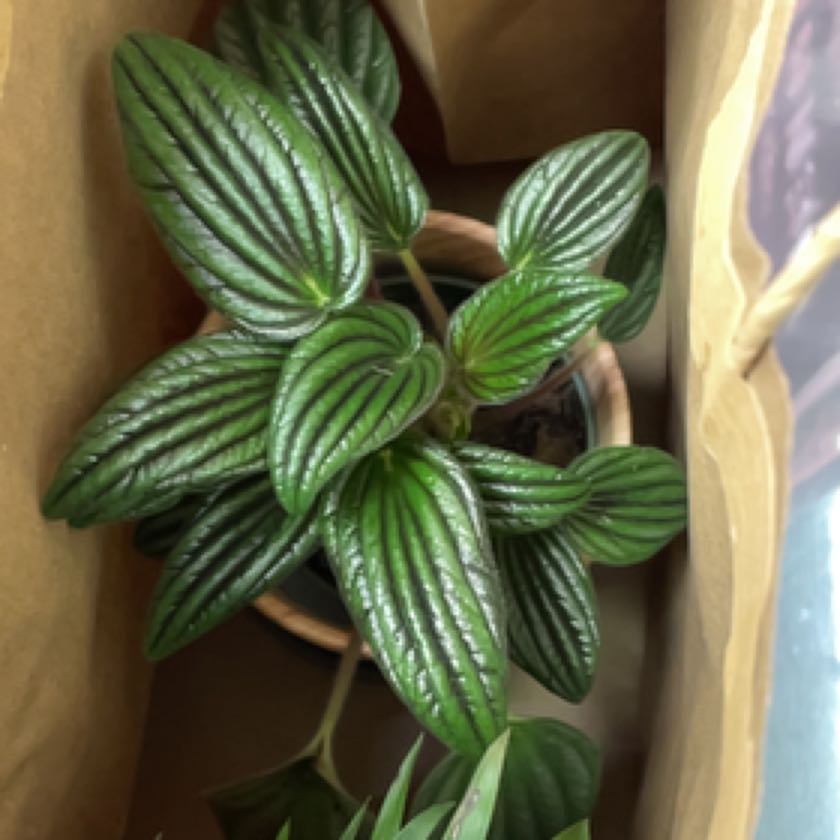 Photo of the plant species Peperomia 'Fuzzy Mystery' by @RoundParsley named Duke on Greg, the plant care app